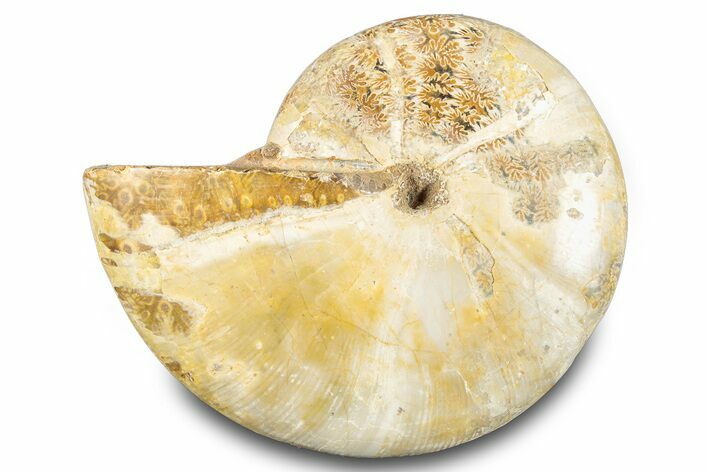 Jurassic Ammonite (Phylloceras) Fossil - Madagascar #283390